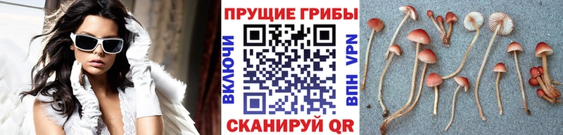 Галлюциногенные грибы Psilocybine cubensis  магазин  наркотиков  Красный Кут 